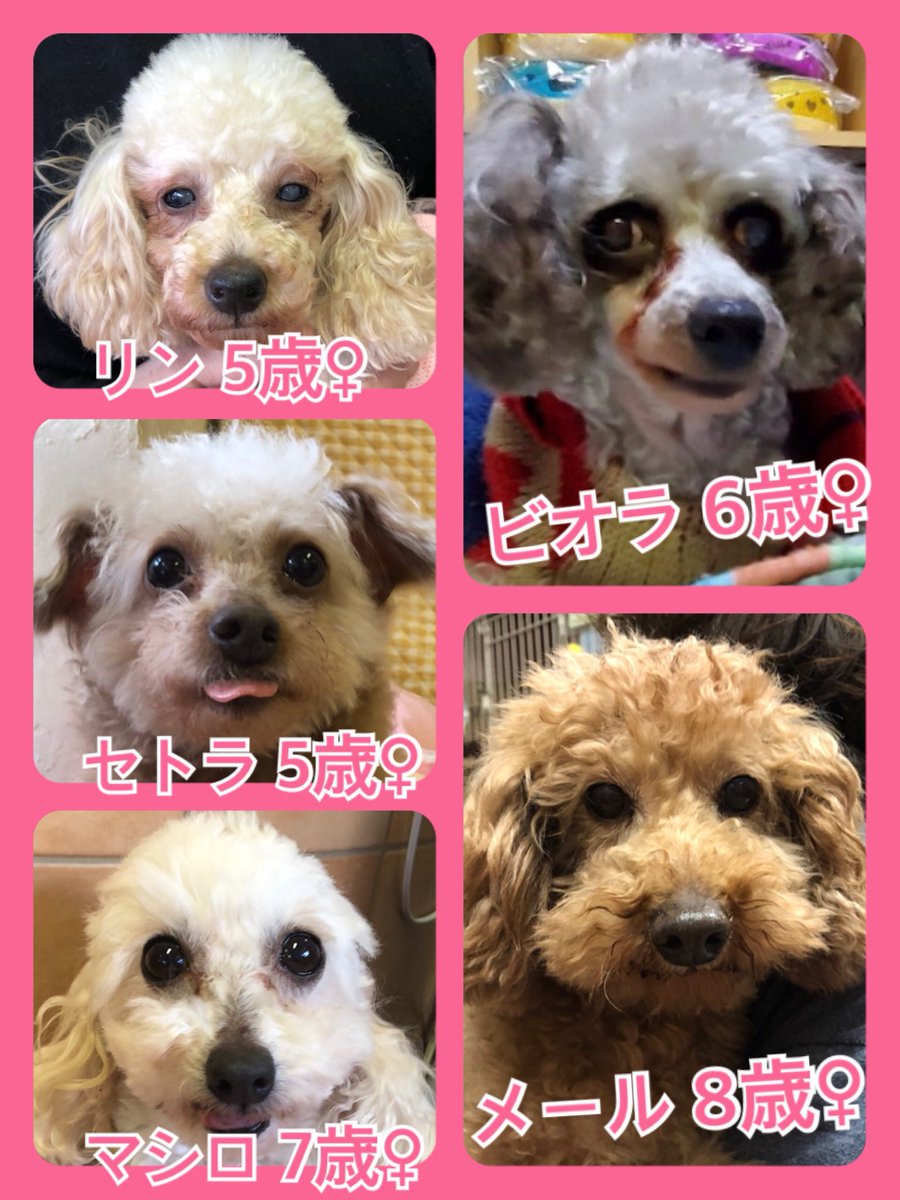 🐾今日の里親様募集中ワンコ🐶メンバーです🐾2020,3,20